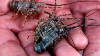 Benih lobster