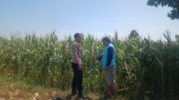 IMG-20260816-WA0018
